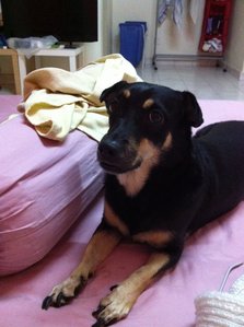 Coco - Mixed Breed Dog