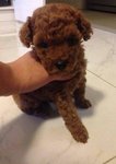 Brown Toy Poddles - Poodle Dog