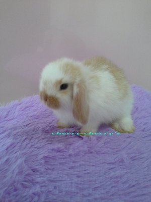 Holland Lop -broken Tort 267 - Holland Lop Rabbit