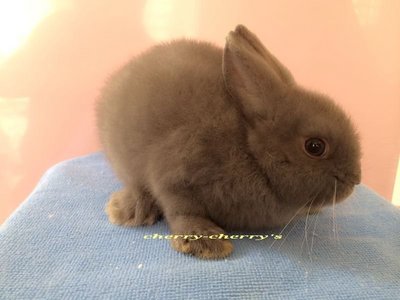 Netherlands Dwart-blue Otter267 - Netherland Dwarf Rabbit