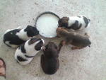 Jun'08, 4 of Micah(2nd from left) sibling (3 female & 1 male) adopted in Pg