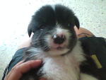 Sep'08,Male Puppy that adopted by my gym member