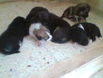 May'09, 6 puppies,all adopted except for the female puppy sent to SPCA after 3 mths plus