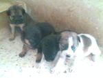 May'09, female pup(left),rott pup that dead last week(2nd from left) & sibling