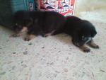 May'09,3 rott mix pup adopted by friends but 1 dead