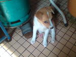 Female pup with short tail ; adopted in Pg 8/8/2009