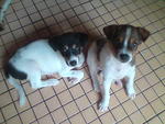 Left : Female pup (Adopted in Pg 8/8/2009) Right : Female pup w/o tail (Dead 9/7/2009)