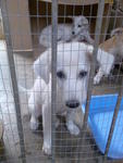 The white female puppy at SPCA Seberang Perai