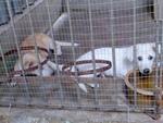 White pup & her sister at SPCA Seberang Perai