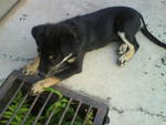 Rott mixed pup that adopted by my customer on 09/05/09