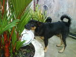 6 mths old rott mixed pup; fur became longer   