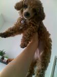 PF6011 - Poodle Dog