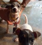 2 Lucky Puppies - Jack Russell Terrier Mix Dog