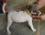 2 Lucky Puppies - Jack Russell Terrier Mix Dog