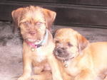 Kc, Ck &amp; Simba - Miniature Pinscher + Shih Tzu Dog