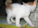 Weena - Domestic Short Hair Cat