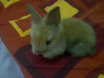 Teddy - Jersey Wooly Rabbit