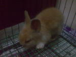 Teddy - Jersey Wooly Rabbit