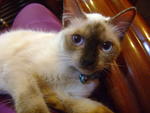 Bella - Siamese Cat