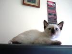 Eddie - Siamese + Domestic Short Hair Cat