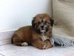 shih tzu + poodle breed girl