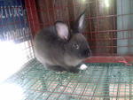 Bubu - Hotot Rabbit