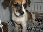 Penny - Mixed Breed Dog