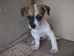 Penny - Mixed Breed Dog