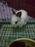 Bibi - Hotot Rabbit