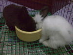 Bibi - Hotot Rabbit