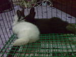 Bibi - Hotot Rabbit