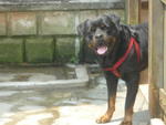 Roy - Rottweiler Dog