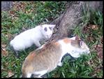 Mother Cat &amp; Kittens - Domestic Short Hair Cat