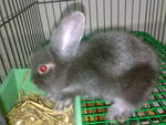 Mr Rabbit - Angora Rabbit Rabbit