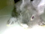 Mr Rabbit - Angora Rabbit Rabbit