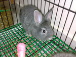 Mrs Rabbit - Angora Rabbit Rabbit