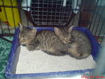 Lola Paliqa And Zalo Paliqa - Domestic Short Hair + Domestic Long Hair Cat