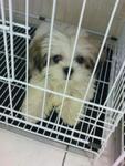 Shihtzu Puppies - Shih Tzu Dog