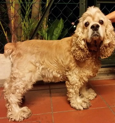 Chester - Cocker Spaniel Dog