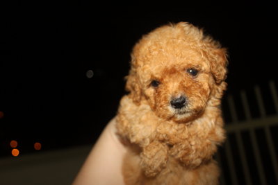 Super Thick Coat Red Toy Poodle - Poodle Dog