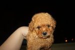 Super Thick Coat Red Toy Poodle - Poodle Dog