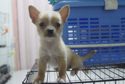 Mka Superthick Smoothcoat Chihuahua - Chihuahua Dog