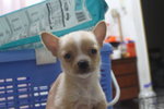 Mka Superthick Smoothcoat Chihuahua - Chihuahua Dog