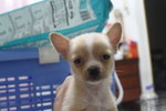 Mka Superthick Smoothcoat Chihuahua - Chihuahua Dog