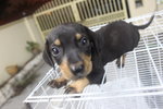 Premium Quality Mini Dachshund  - Dachshund Dog