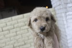 Apricot Tiny Poodle - Poodle Dog