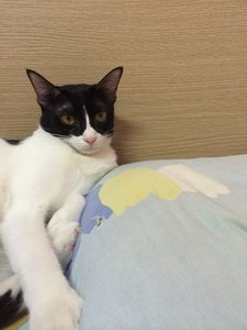 Mimimo - Japanese Bobtail Cat