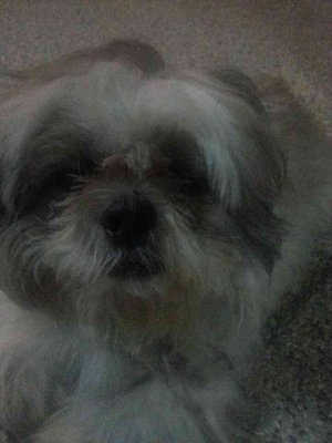 Found In Puchong Utama - Shih Tzu Dog