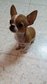 Chihuahua For Sale - Chihuahua Dog