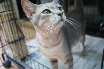 Handsome - Russian Blue + Tabby Cat